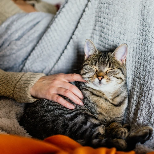Ways to Help Humane Society of Catawba County