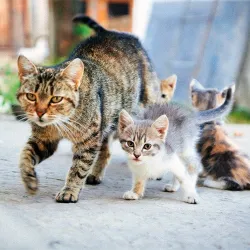 Adult tabby cat leading three kittens across a paved path outside