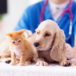 Cocker spaniel puppy and orange kitten on exam table with veterinarian