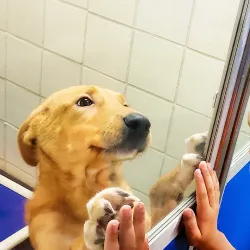 A young boy presses his hands to the glass while a dog stands and presses its paws to the other side.