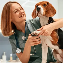 Veterinary technician inspecting a beagle's paw during a wellness clinic visit