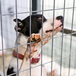 Black and white dog with paw on kennel gate at an animal shelter