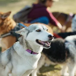 Husky on a group outing with foster volunteers and other dogs